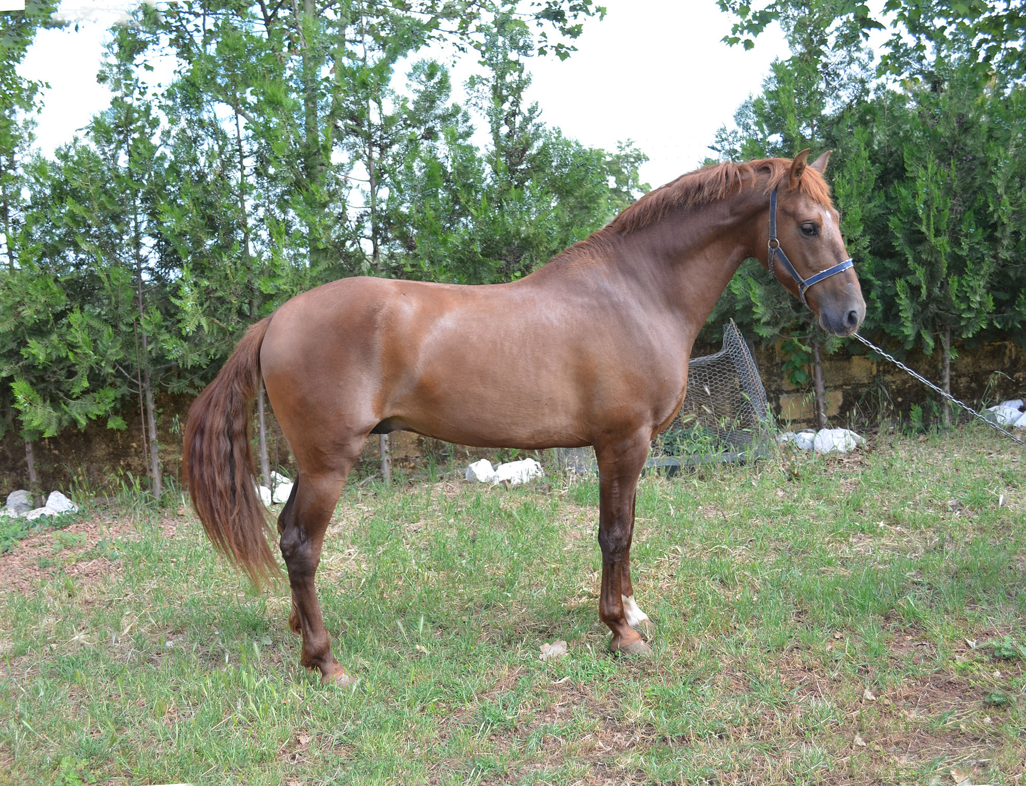 Listado de Caballos en Venta